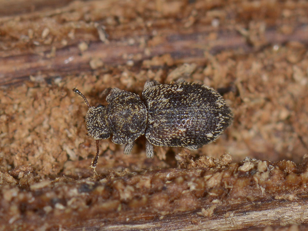 Coxelus pictus - Zopheridae